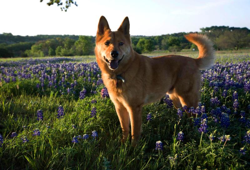 The Chow Shepherd | Alamy Stock Photo