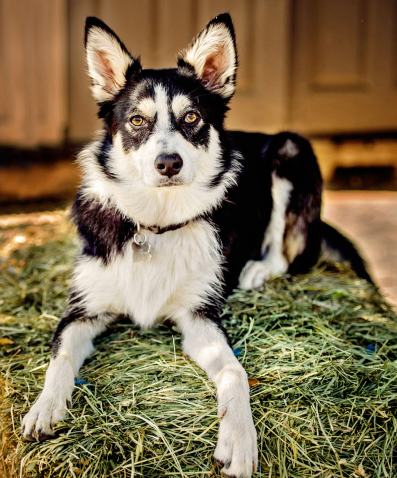 The Borsky | Shutterstock