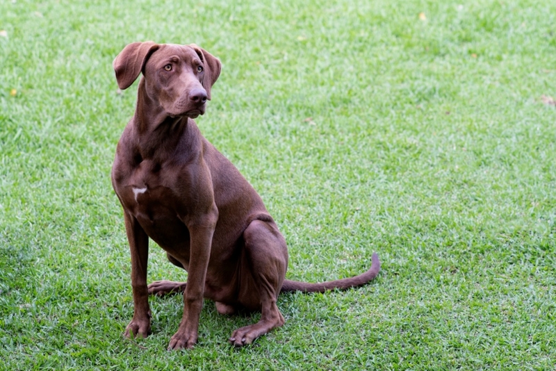 The Labmaraner | Shutterstock