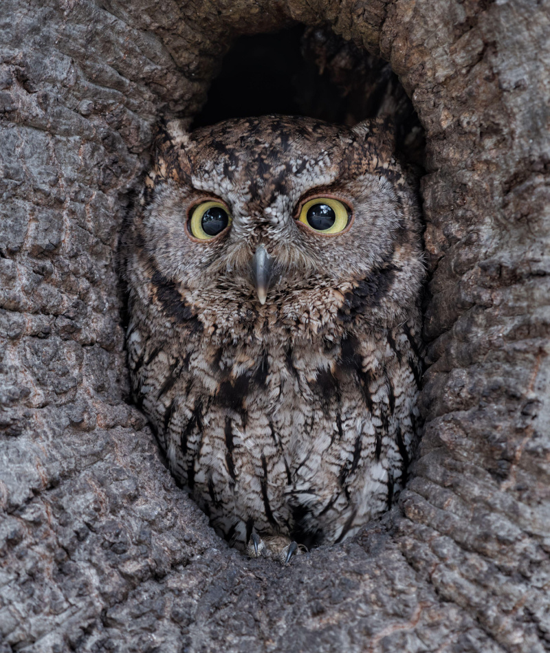 The Perfect Hiding Spot | Alamy Stock Photo by Shravan Sundaram