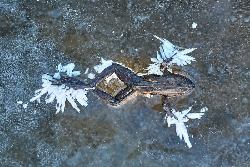 Kermit on Ice | Alamy Stock Photo by Desintegrator