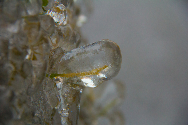 Frozen Blade of Grass | Alamy Stock Photo by Robert Grim