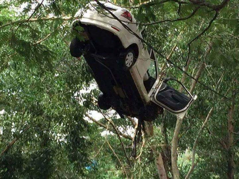 Car Vs. Tree | Imgur.com/MQyPv4o