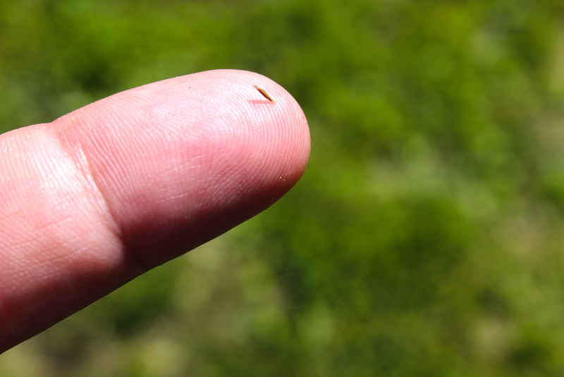 Easier Splinter Removal | Shutterstock