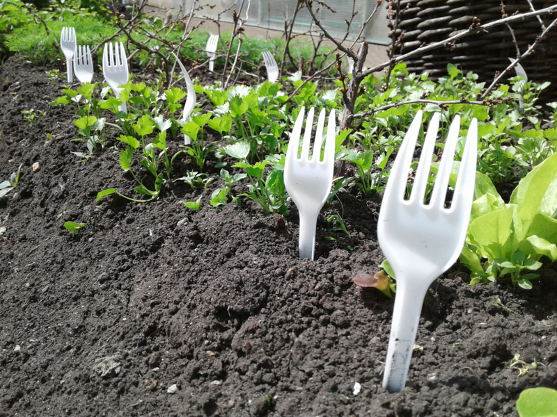 A Plastic Fork A Day Keeps the Critters Away | Shutterstock