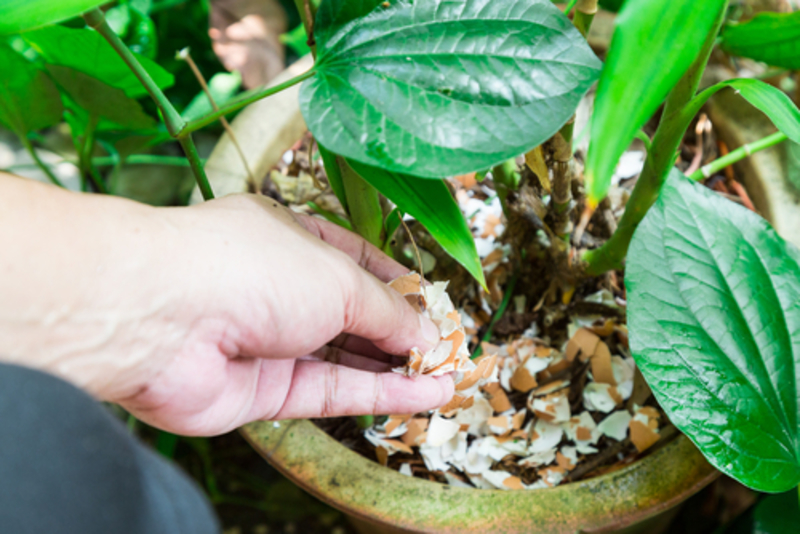 Broken Eggshells Keep Critters Away | Shutterstock