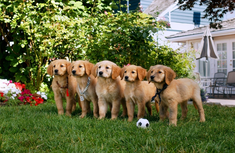 Air Buddies | Alamy Stock Photo by Cinematic Collection/KEYSTONE FAMILY PICTURES