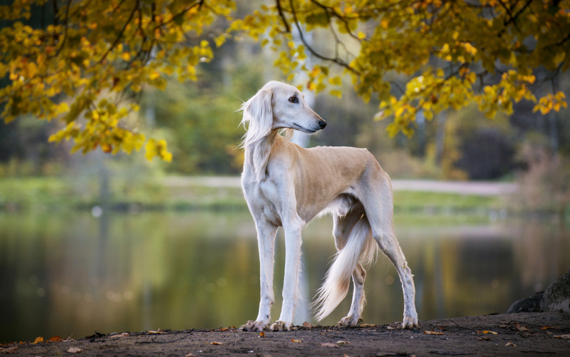 Saluki | Shutterstock Photo by Svetlay