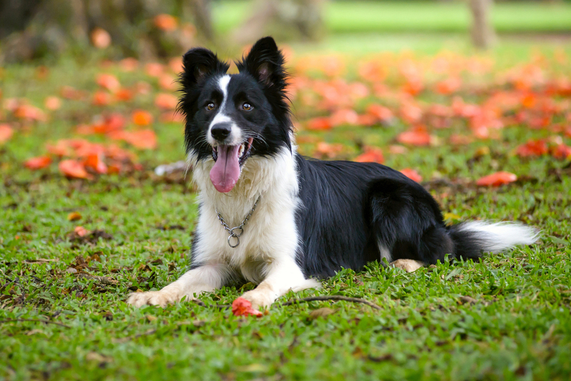 Border Collie | Shutterstock Photo by Elayne Massaini