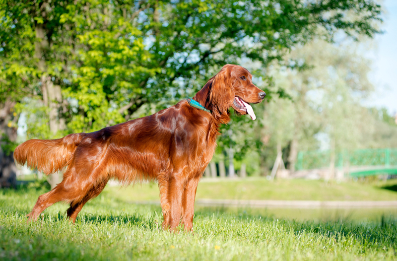 Irish Setter | Shutterstock Photo by Svetlay