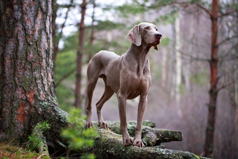 Weimaraner | Shutterstock Photo by DragoNika