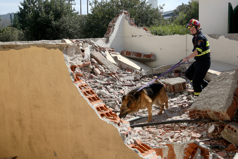 Dogs Are Often Sent to Disaster Sights In Search of Victims and Survivors | Shutterstock Photo by Ververidis Vasilis