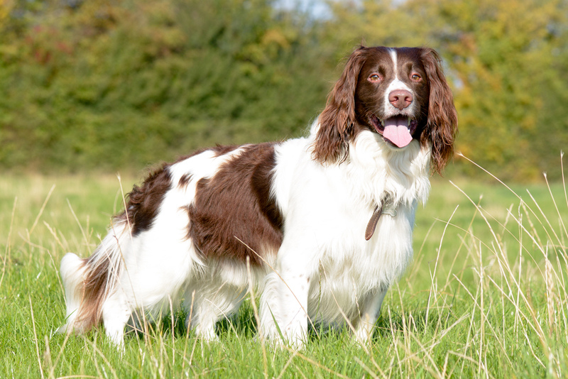 English Springer Spaniel | Shutterstock Photo by Martin Christopher Parker