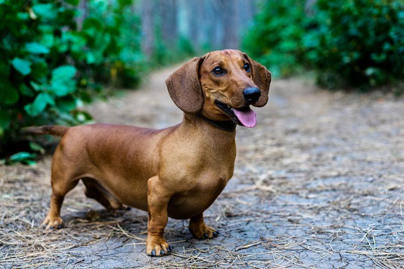 Daschund | Shutterstock Photo by Masarik