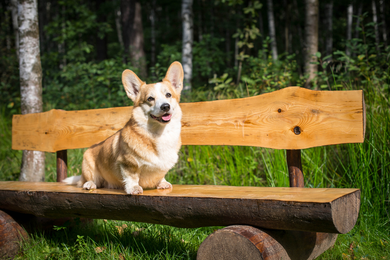 Pembroke Welsh Corgi | Shutterstock Photo by Elisabeth Abramova