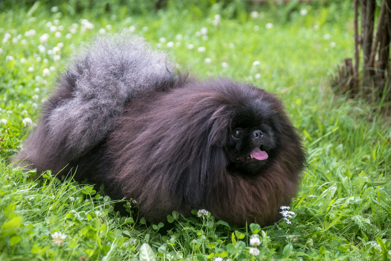 Pekingese | Shutterstock Photo by VladFotoMag