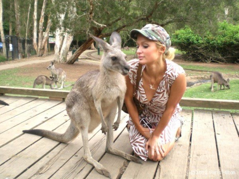 Kangaroos Love Paris | Facebook/@ParisHilton