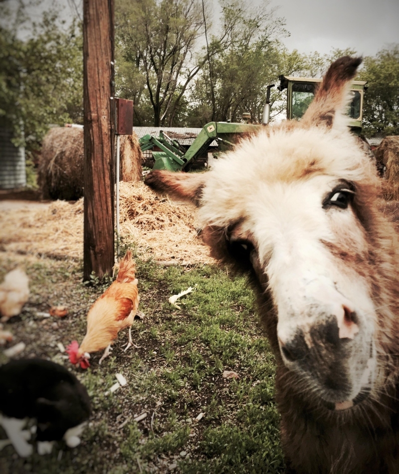 Here's Donny! | Alamy Stock Photo by PFI/Stockimo