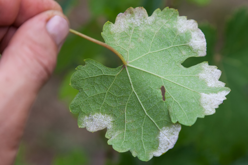 Remove Mold From Plants | Getty Images Photo by v_zaitsev