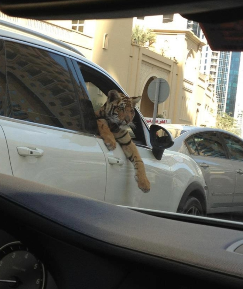 Tiger Taxi | Imgur.com/BwnNy