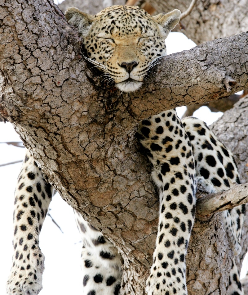 No Pictures While I’m Napping | Getty Images Photo by Hoberman Collection/Universal Images Group