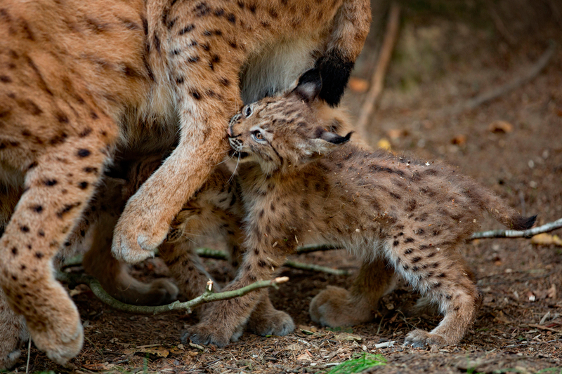 Taking a Chunk Out of Mom | Alamy Stock Photo