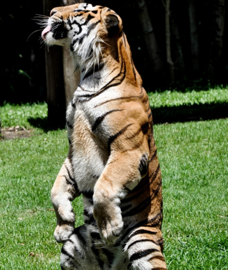 Cat Sitting | Shutterstock