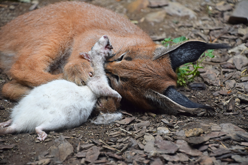 Ah, the Circle of Life | Adobe Stock