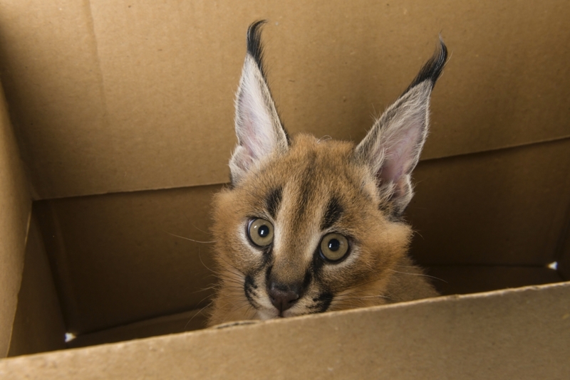 Boxes, Boxes, and More Boxes | Shutterstock