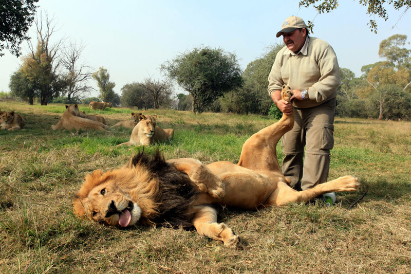 Big Cat Foot Rubs | Getty Images Photo by Matthew Tabaccos/Barcroft Medi