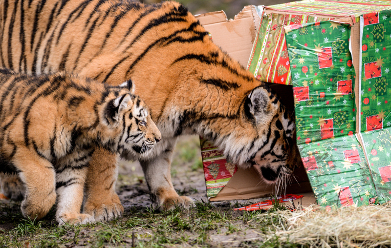 Playtime With a Box | Alamy Stock Photo