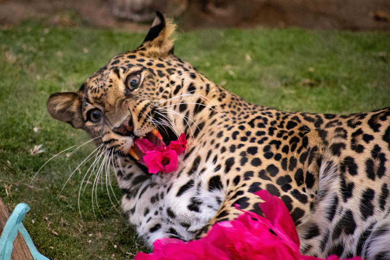 If You Put a Flower in My Mouth I’d Make a Weird Face Too | Alamy Stock Photo