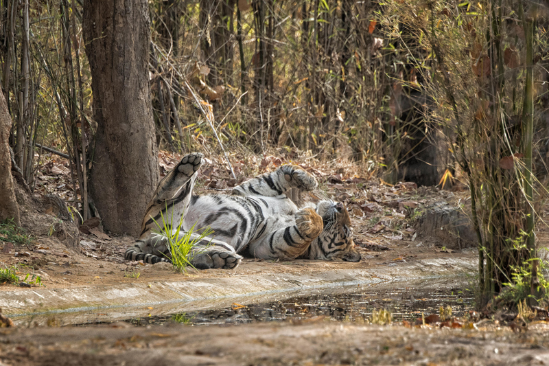 It’s Always Time for a Cat Nap | Alamy Stock Photo