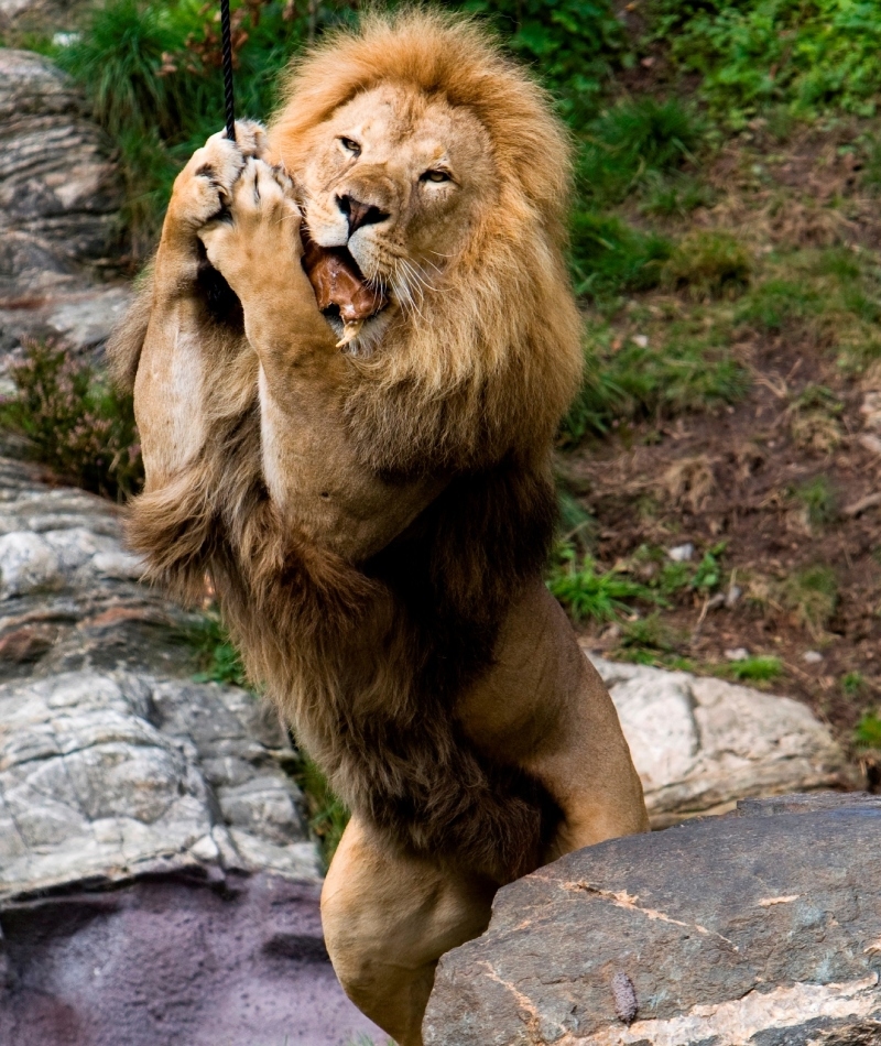 The King of the Beasts Playing With a Cat Toy | Adobe Stock