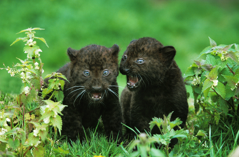 DID YOU SEE THAT?! | Alamy Stock Photo