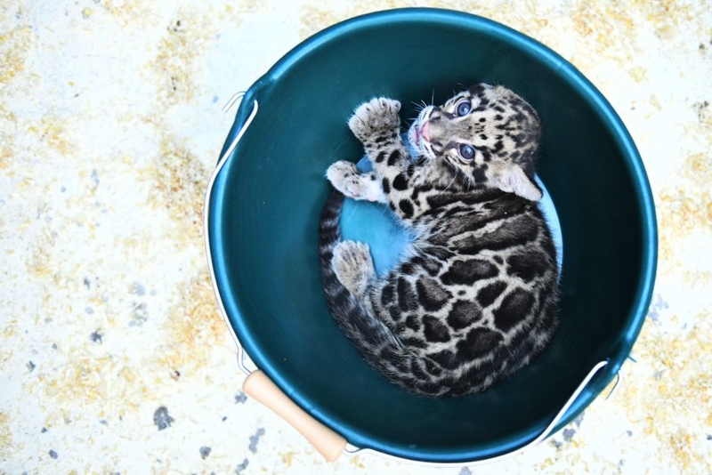 Sleepy Snow Leopard | Getty Images Photo by SEBASTIEN BOZON / AFP