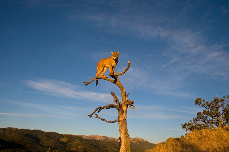 Out on a Limb | Alamy Stock Photo