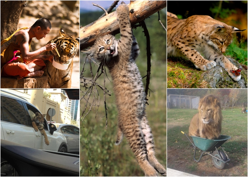 Photographic Evidence Proving Wildcats Are House Cats at Heart | Getty Images Photo by Wojtek Kalka/500px & Alamy Stock Photo & Imgur.com/Apwrm3F & BwnNy