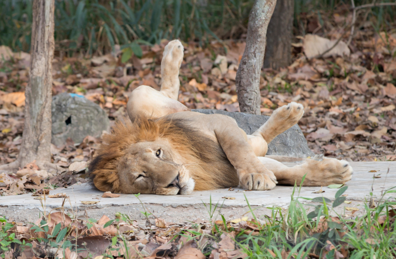 The King of the Beasts Poses for a Picture | Alamy Stock Photo