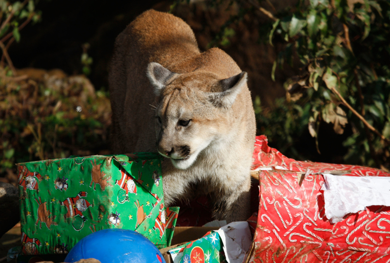 A Cougar at Play | Getty Images Photo by Justin Sullivan