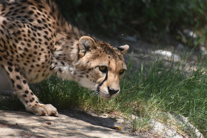 Stalk and Pounce | Alamy Stock Photo