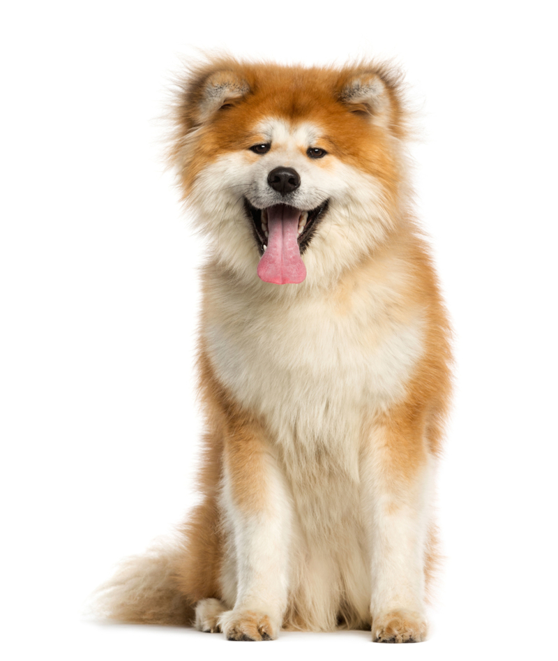 Akita Inu | Alamy Stock Photo by Life on white