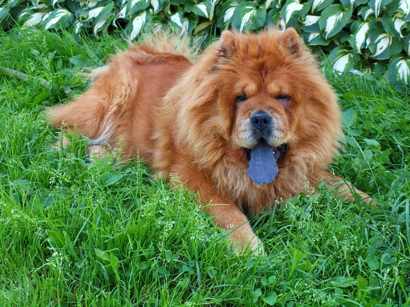 does a chow chow puppy bark loudly