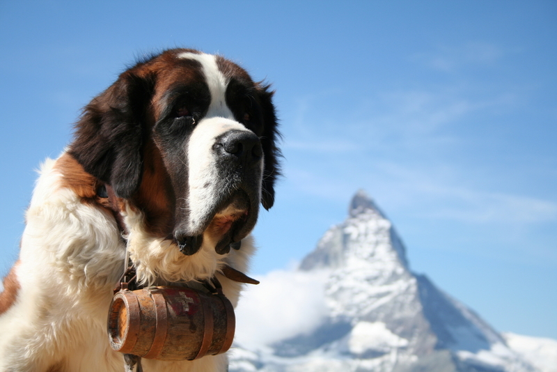 can a saint bernard and a catahoula leopard dog be friends