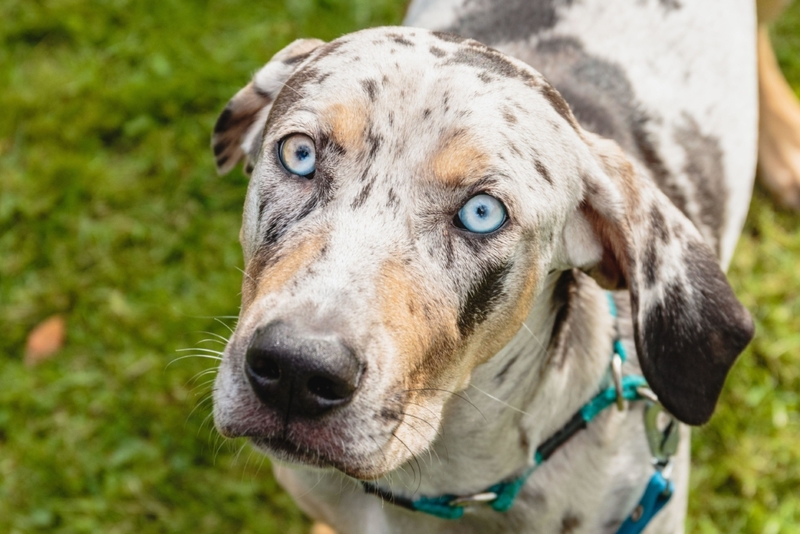 Catahoula Leopard Dog | Alamy Stock Photo by alekta