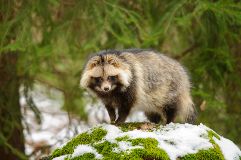 Raccoon Dog | Alamy Stock Photo