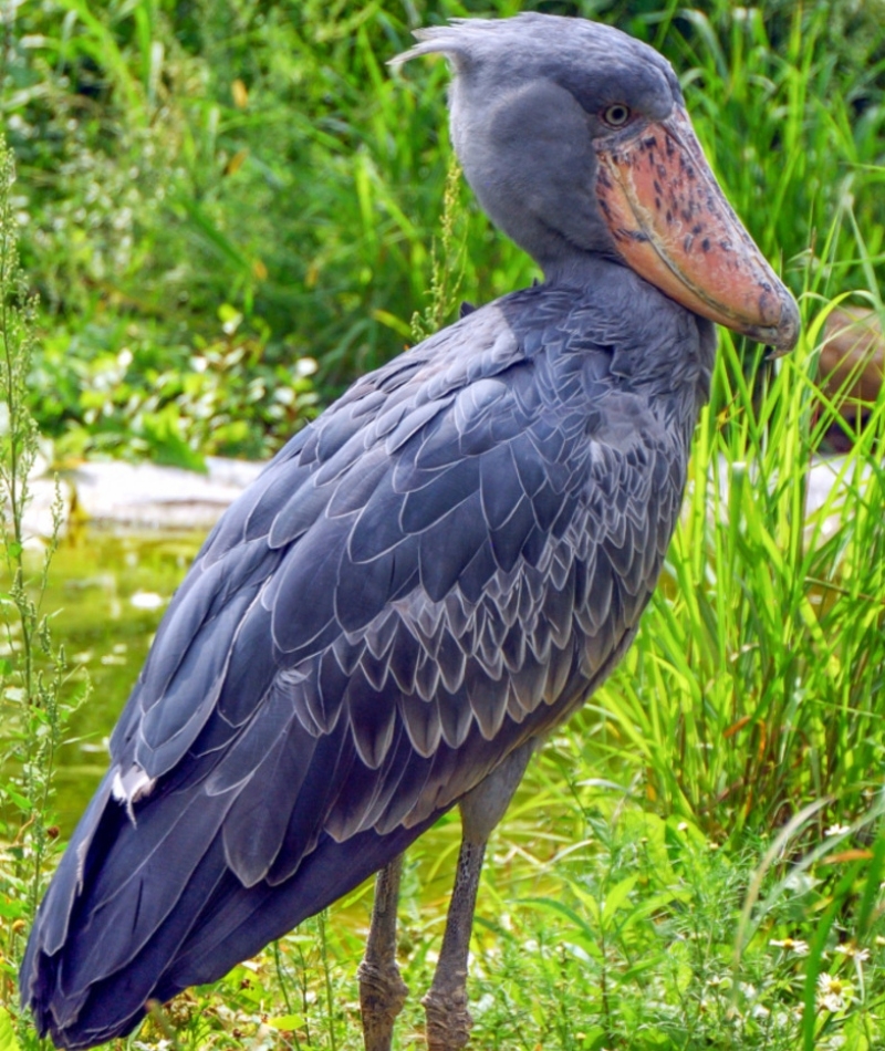 Shoebill | Shutterstock