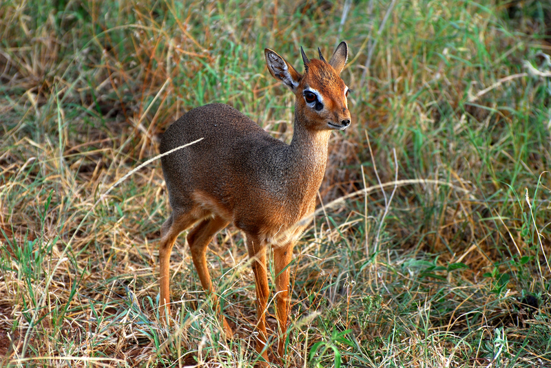 Dik-Dik | Shutterstock