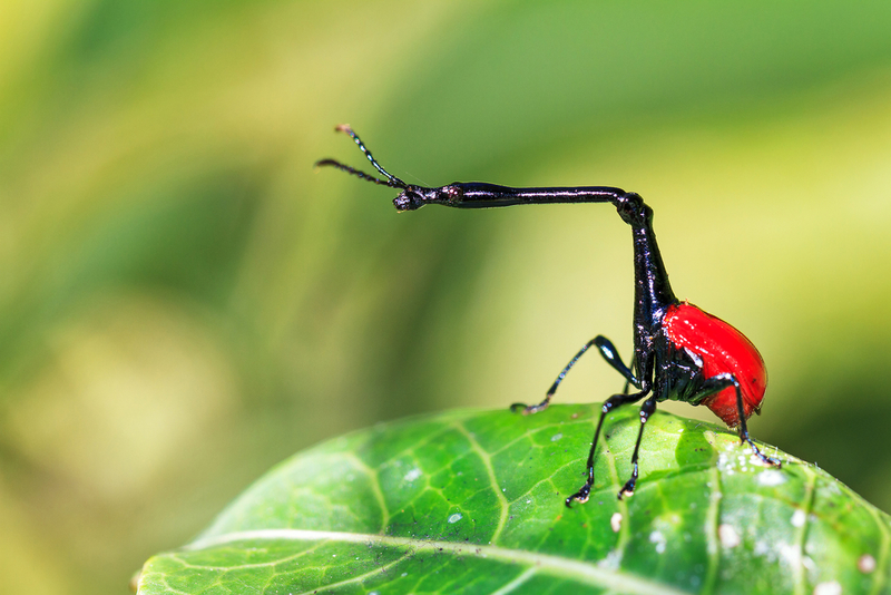 Giraffe-necked Weevil | Shutterstock