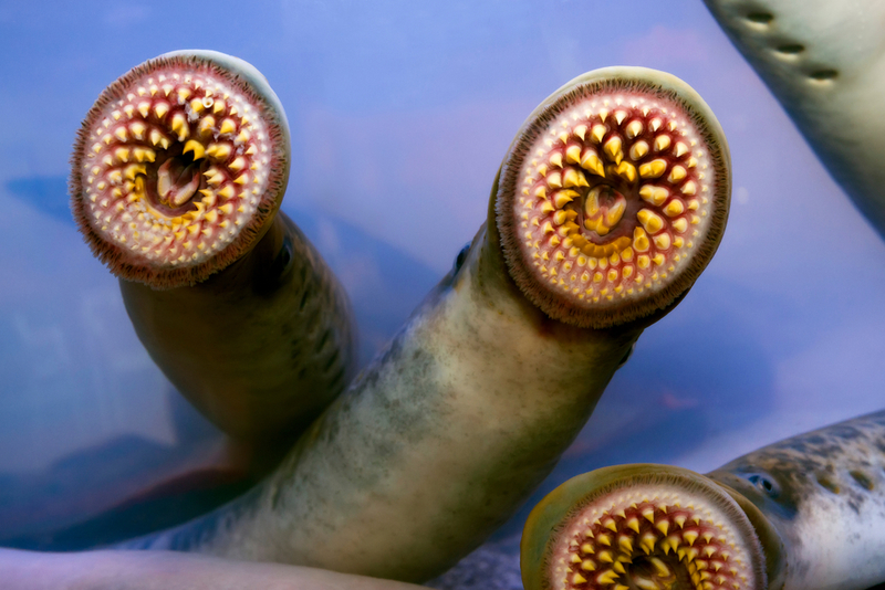 Lamprey | Shutterstock